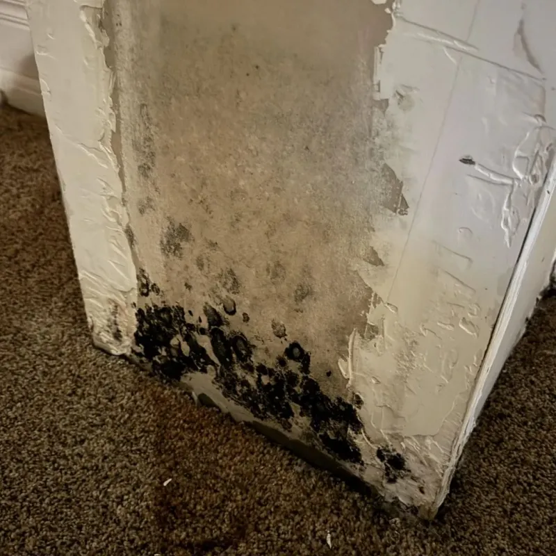 Professional Mold Removal in Dublin, OH